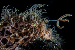 Fishing Hairy Frogfish by John Parker 